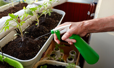 Old man gardening in home greenhouse. Men's hands hold spray bottle and watering the tomato plant