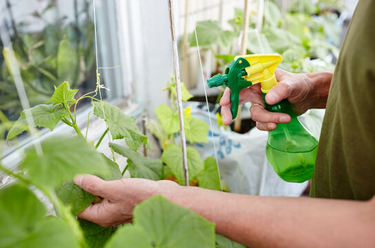 Old man gardening in home greenhouse. Men's hands hold spray bottle and watering the cucumber plant