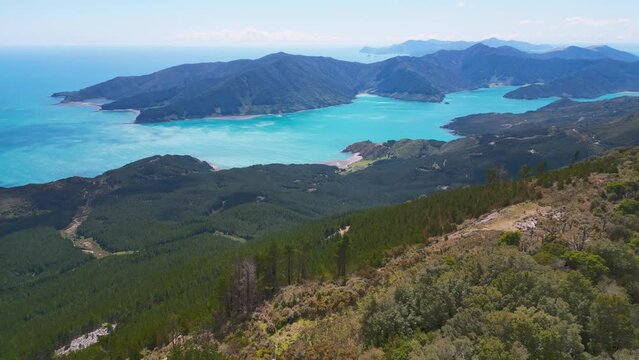 Captivating Aerial Tracking: Pine Forest to Marlborough Sounds Harbour, New Zealand
