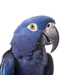Obraz premium side view, close up, portrait blue hyacinth macaw isolated on transparent background. 
