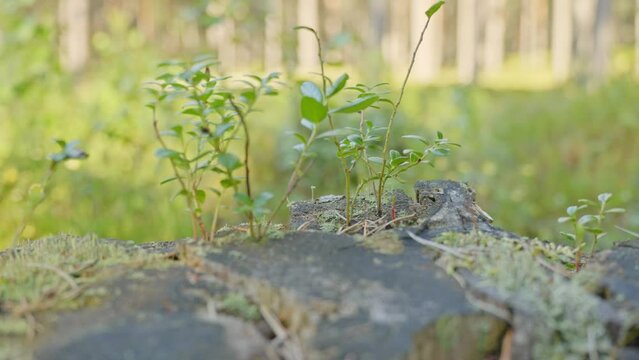 Young plant emerges from tree stump after deforestation