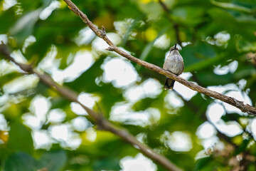 Ruby-Throated Hummingbird perched on a bare branch in front of green leaves
