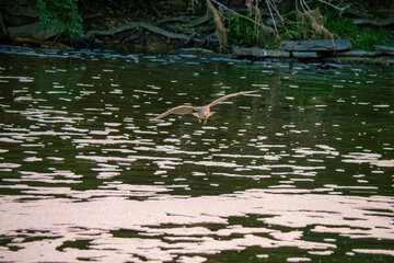 Juvenile Black Crowned Night Heron Bird flys across the creek