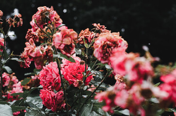 Pink Rose Bush Moody Background