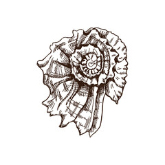 Hand drawn sketch of  prehistoric ammonite, seashell. Sketch style vector illustration isolated on white background..