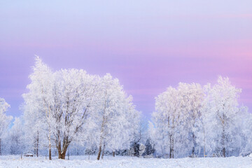 Tree grove with hoarfrost at dusk in a snowy meadow