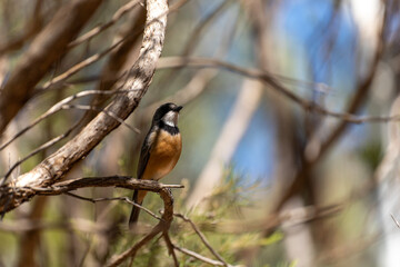 Rufous whistler (Pachycephala rufiventris) perched on a tree.