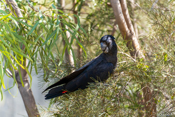 Black Cockatoo perched on a tree. Central Australia. © Trung Nguyen