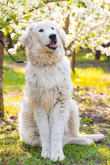 Maremma Abruzzese Sheepdog sits in the park against a background of blooming flowers.