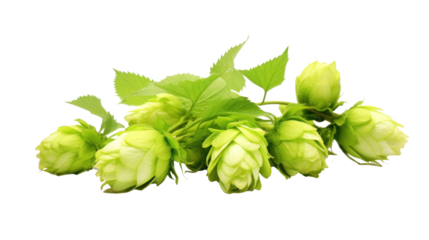 Hop on the transparent background