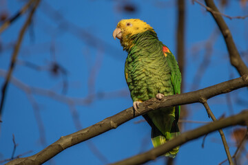 Gelbkopfamazone (Amazona oratrix)