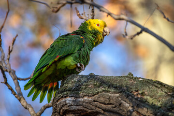 Gelbkopfamazone (Amazona oratrix)