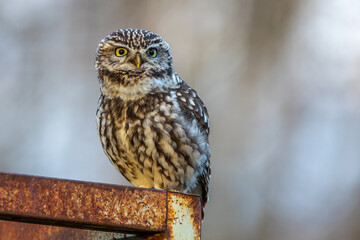 Steinkauz (Athene noctua)