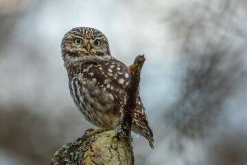 Steinkauz (Athene noctua)