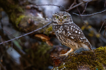 Steinkauz (Athene noctua)