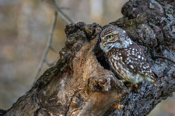 Steinkauz (Athene noctua)