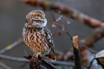 Steinkauz (Athene noctua)