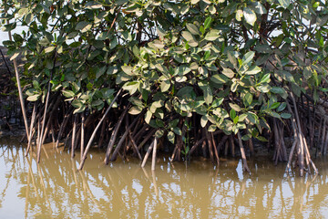 Naklejka premium mangrove trees whose roots stick out
