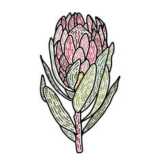 Hand drawn of artichoke flower.