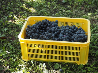 ワイナリー　ブドウの収穫