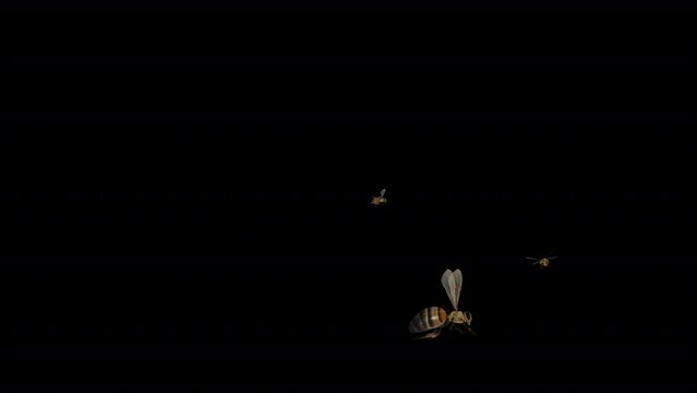 Honey Bee Swarm - Flying In and Out - Realistic 3D animation isolated on transparent background with alpha channel