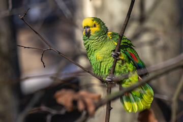 Gelbkopfamazone (Amazona oratrix)