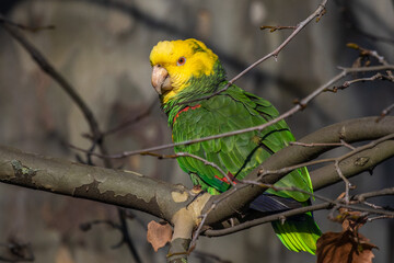 Gelbkopfamazone (Amazona oratrix)