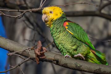 Gelbkopfamazone (Amazona oratrix)