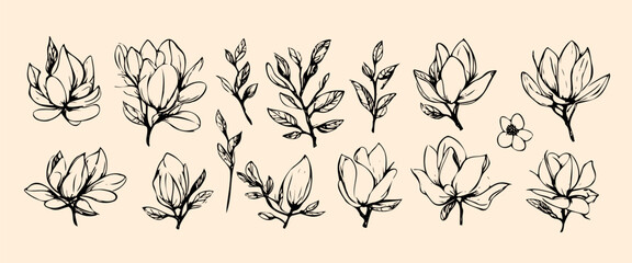 Vector set cotton plants sketch. Botanical illustrations isolated. elegant trendy greenery. Minimalist black sketch drawing for logo, jewelry design, cards, invitations on transparent background.