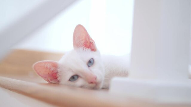 A cute, adorable white kitten lay on the steps of the house. Show love between people and pets.