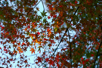 The calm and beautiful atmosphere of Kamagaya, Chiba Prefecture, Japan. The city has beautiful changing leaves and you can see Mount Fuji.