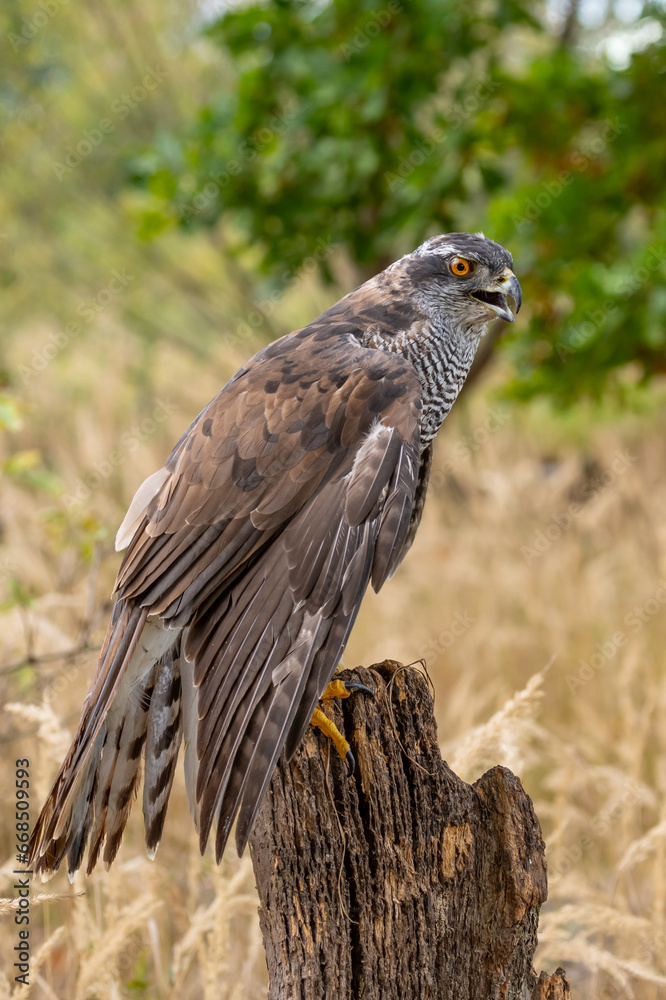 Wall mural peregrine falcon (falco peregrinus) perched on branch in front of pine trees-shallow depth of field