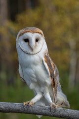 common barn owl ( Tyto albahead ) head close up