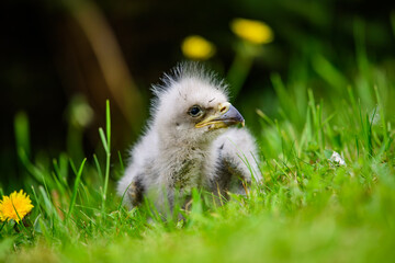 juvenile bald eagle sitting in the grass (Alaska)