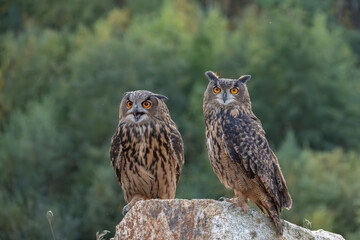 The great eagle owl (Bubo bubo) is a large species of owl in the Strigidae family. It is the largest European owl.