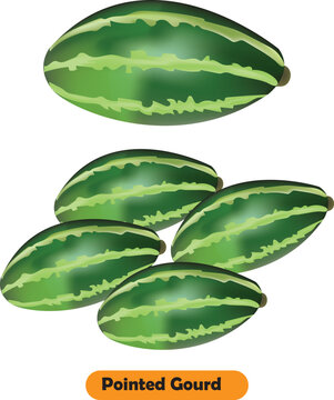 Pointed gourd vegetable vector design