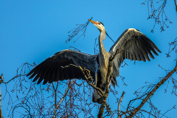 Graureiher (Ardea cinerea) holt Nistmaterial