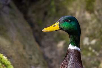 Stockente (Anas platyrhynchos) Männchen