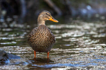 Stockente (Anas platyrhynchos) Weibchen