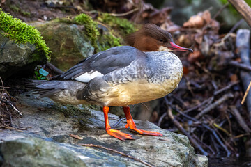 Gänsesäger (Mergus merganser) Weibchen