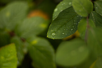 Raindrops in autumn