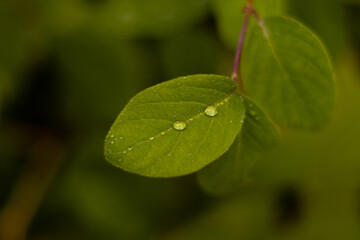 Raindrops in autumn