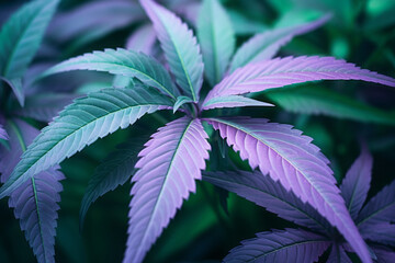 Close up of a marijuana leaves. Green and purple leaves of cannibas. - obrazy, fototapety, plakaty