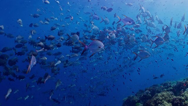 A line of Snubnose Pompano and large schools of  larger fish swim through bright blue waters of the Great Barrier Reef