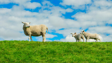 Lambs and Sheep on the dutch dike by the lake IJsselmeer, Spring views, Netherlands