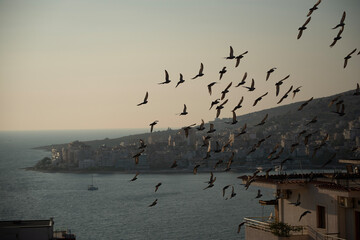 seagulls flying over Sarande, Albania