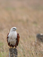 Brahminy Kite