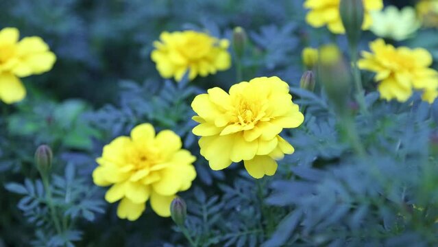 きれいに咲いたマリーゴールドの花