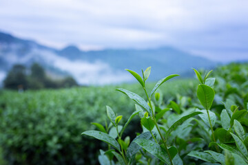 The tea leaves harvested from such plantations are processed to create various types of green tea,...