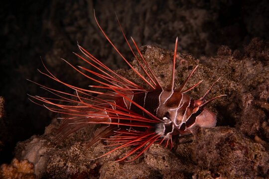 Vibrant Radial lionfish (Pterois radiata) swimming in a tranquil sea